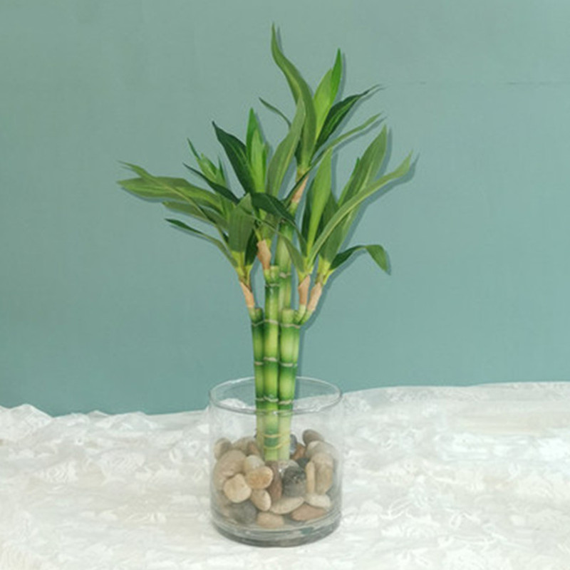 New 40cm rFtificial Lucky Bamb - đánh giá và giá Aquarium Marine Fish