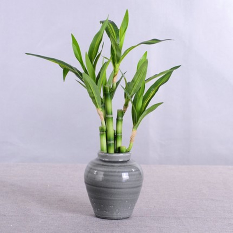 New 40cm rFtificial Lucky Bamb - đánh giá và giá Aquarium Marine Fish